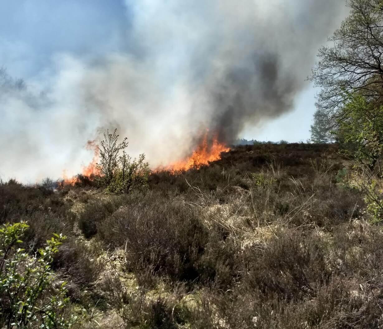 Brand in heidegebie